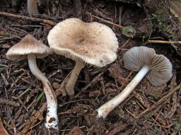 Inocybe fuscidula