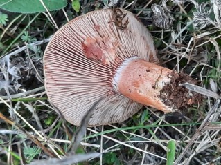 Lactarius sanguifluus