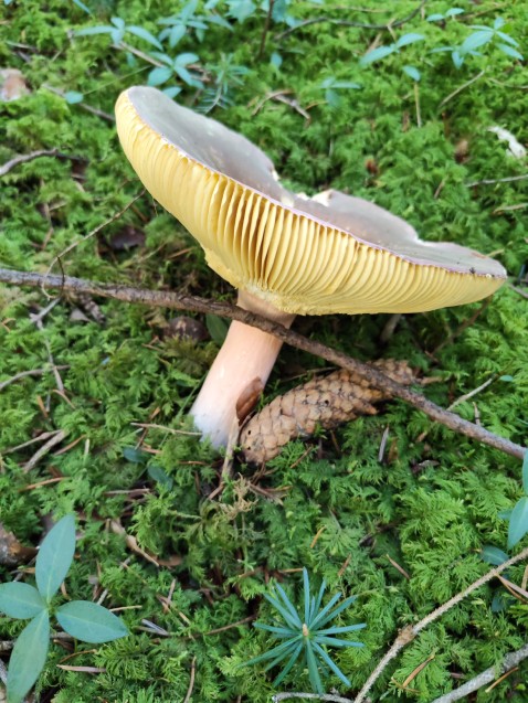 Russula olivacea