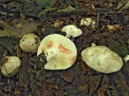 Lactarius acris