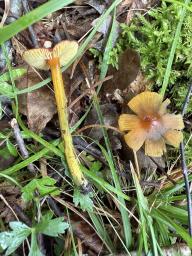 Hygrocybe conica