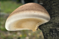 Fomitopsis betulina