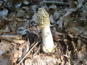 Phallus impudicus