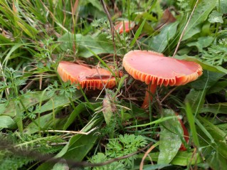 Hygrocybe coccinea