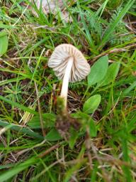 Marasmius oreades