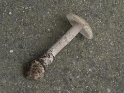 Amanita lepiotoides