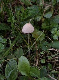 Conocybe apala