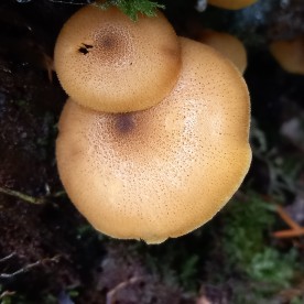 Tricholomopsis decora