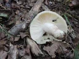 Russula violeipes