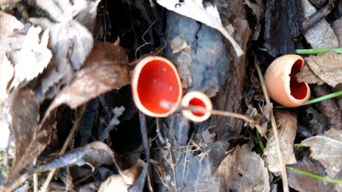 Sarcoscypha coccinea