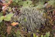 Cladonia glauca