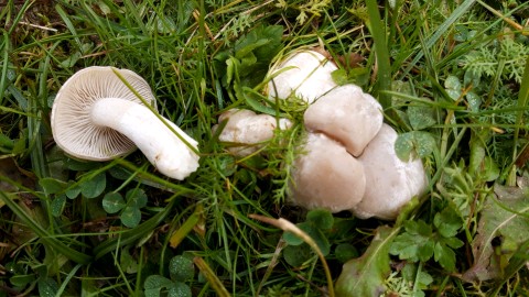 Clitocybe fasciculata