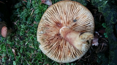 Tricholomopsis rutilans