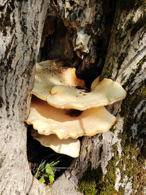 Pholiota squarrosa