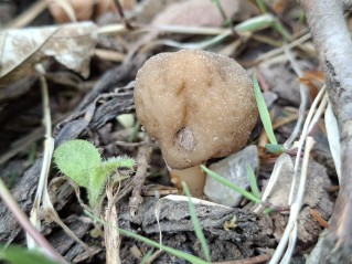 Verpa digitaliformis