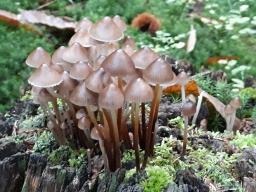 Mycena crocata