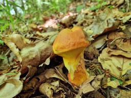 Suillus grevillei