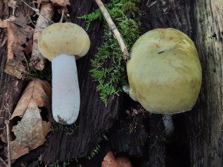 Russula