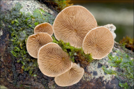 Tectella patellaris
