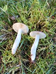 Russula caerulea