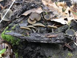 Simocybe centunculus