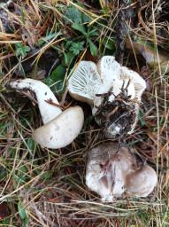 Hygrophorus agathosmus