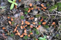 Peltigera horizontalis