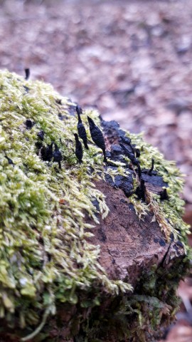 Xylaria longipes