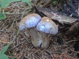 Cortinarius malachius