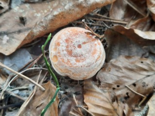 Lactarius chrysorrheus