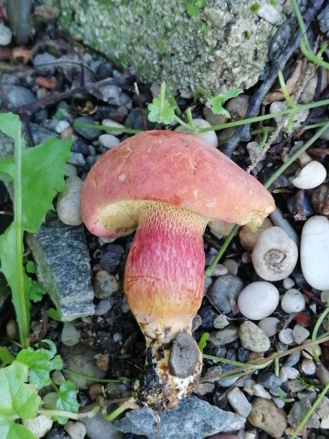 Rheubarbariboletus armeniacus