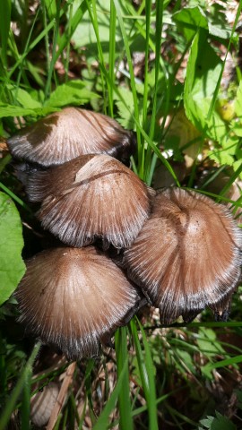 Coprinopsis romagnesiana