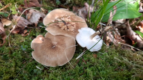 Lentinus substrictus