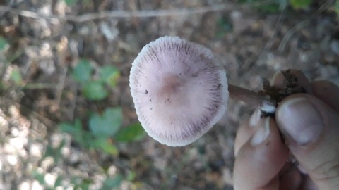 Mycena pura