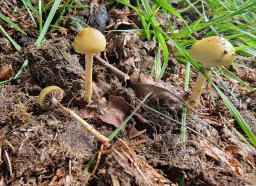 Protostropharia semiglobata
