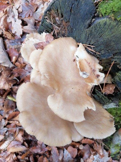 Pleurotus ostreatus