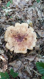 Russula grata