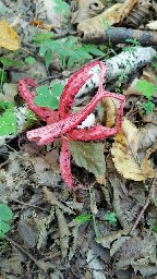 Clathrus archeri