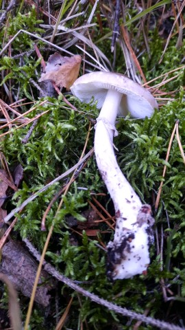 Amanita porphyria