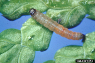 Argyresthia thuiella