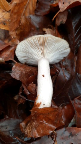 Lactarius blennius