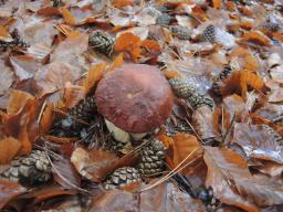 Boletus pinophilus