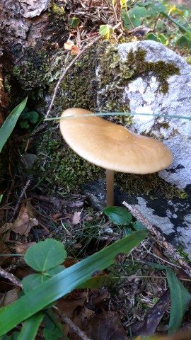 Hymenopellis radicata