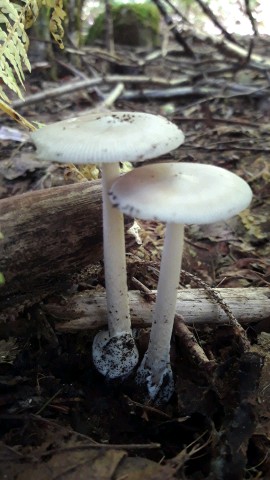 Amanita vaginata