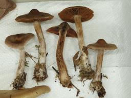 Cortinarius boreasensis
