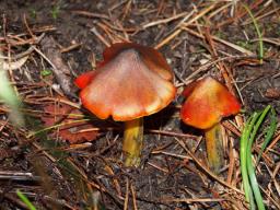 Hygrocybe conica