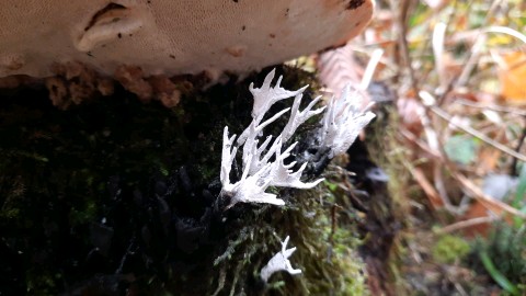 Xylaria hypoxylon