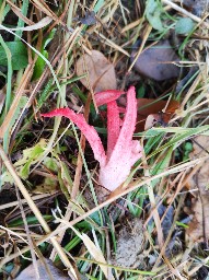 Clathrus archeri