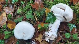 Agaricus sylvicola