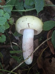 Russula violeipes